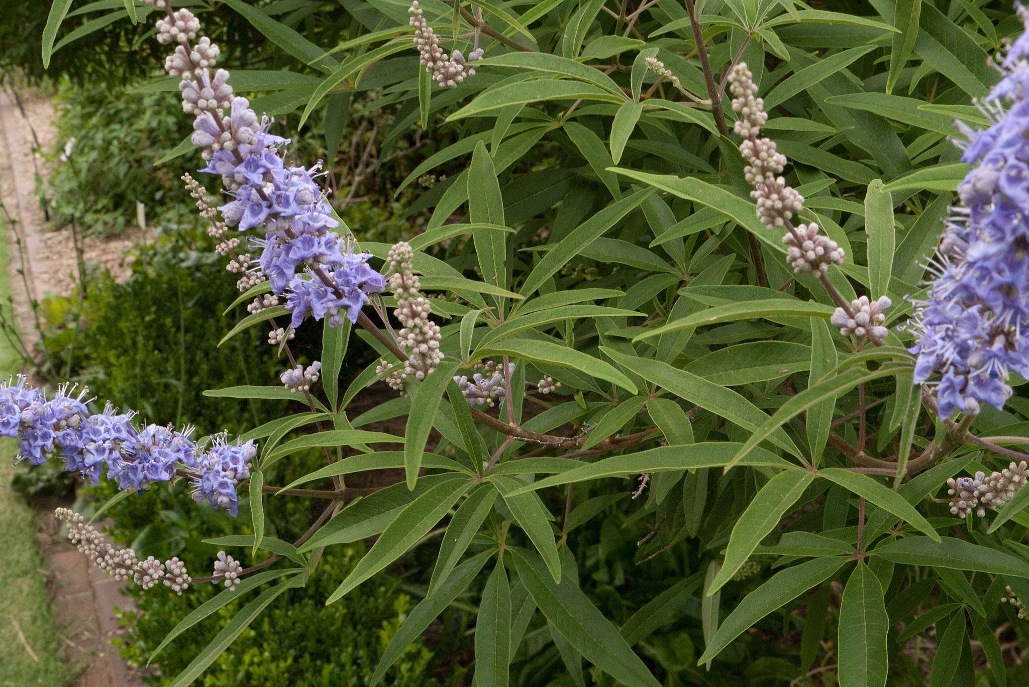 Vitex agnus-castus - Phitoteca